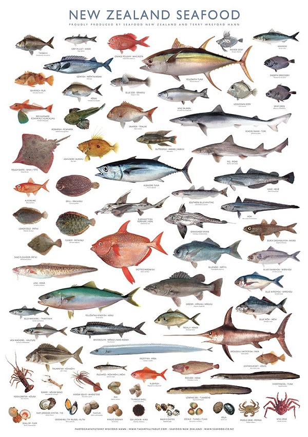 NEW ZEALAND SEAFOOD POSTER