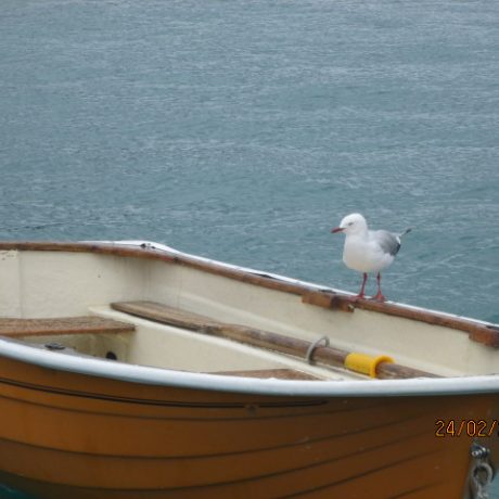 Seagull on Dinghy
